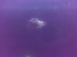 Guppys Missing Tails Due To Nasty Fish!
