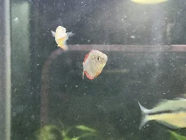 Rainbowfish Cottonmouth? Outbreak
