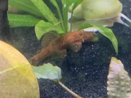 White spot identification bristlenose
