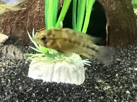 New additions to my South American tank