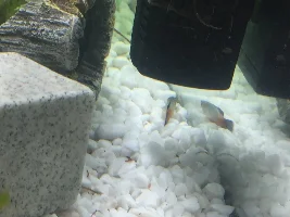 Lethargic platy laying on the gravel - help