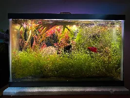 VOTE NOW: September 2025 Tank of the Month Contest (16 US gallons and smaller)