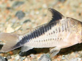 F.O.M.L. Fish Of My Life……photo list of happiness