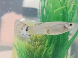 Guppy
