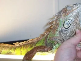 Introducing my green Iguana