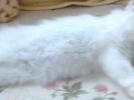Pics Of My Pedigree Cream Point Persian