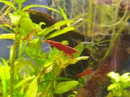 Lazy Plant Novice - tell me what to do!