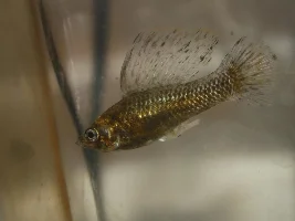 KINDLY POST A FISH OF YOURS