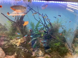 Why are my guppies dying?