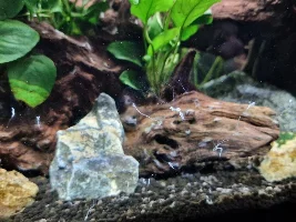 Unknown white stuff growing in aquarium.