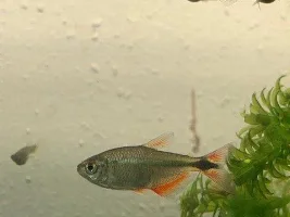 Missed water test.