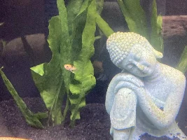 20 gallon long