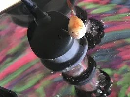 Guppy fish mouth open