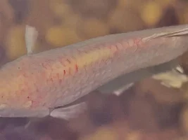 New coloring or concern?