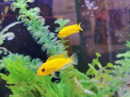 Name of this yellow cichlid?