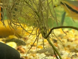 Got to admit, the Hillstream tank, requires a closer look, since I moved the Tin Foils…