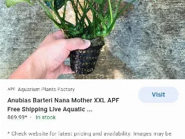 Plant Identification