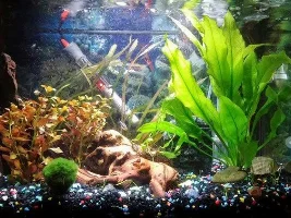 Hello Forum Post - 20Gal Planted