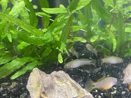 Complete Beginner in a Fishy World