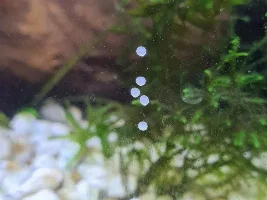 Eggs On Glass