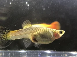 Babies upon Babies!