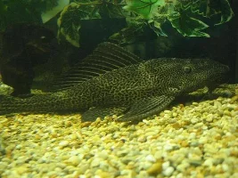Post Your Best Fish Pic's