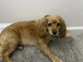 this is my dog