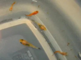 Baby Platies