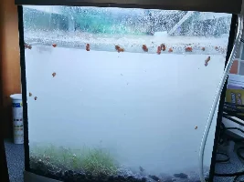 MILKY WATER & SOME FISH HAS DIED