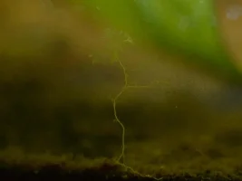 Strange Creature/plant/algae