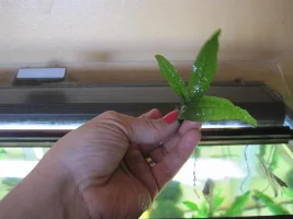 First Baby Java Fern And Its New Home