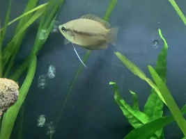 Sexing honey gourami
