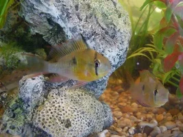Cory / Betta / Rams