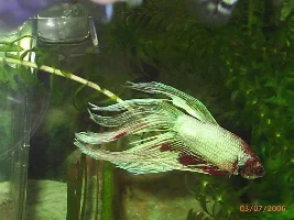 Solution To Betta Fin Nipping