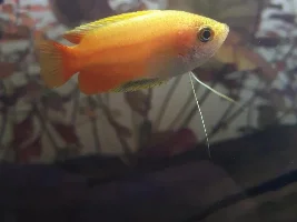 Worried about my Honey Gouramis