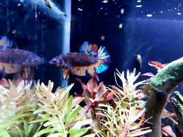 Share your bettas
