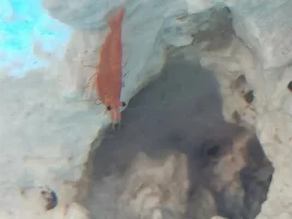 Novice Fish Owner need help 😣