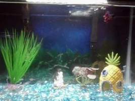 Happy Betta But...