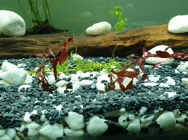 Aquarium updates and intended fish.