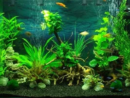 Iquatics T5 Bulbs