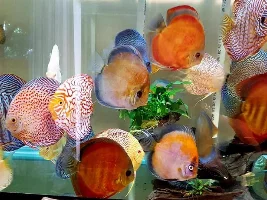 Recent Acquisitions From Discus.com (WARNING: Picture Heavy)