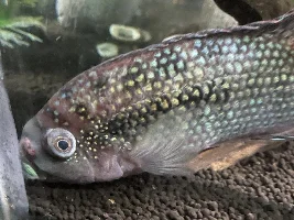 Unhealthy jack Dempsey