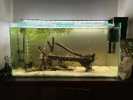 148.6L (39.2 gallon) aquarium journal