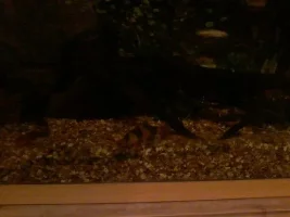 Water change question