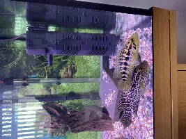 Jaguar cichlids could anyone help with sexing?