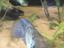 Profile Pic Fish ID
