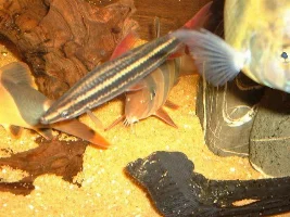 Pics Of My Tank