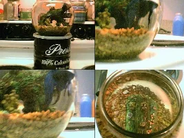 my betta