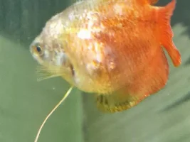 Dwarf gourami looking rough
