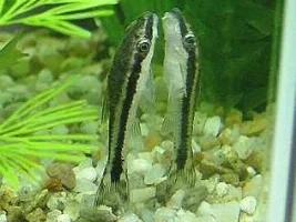 My Otocinclus